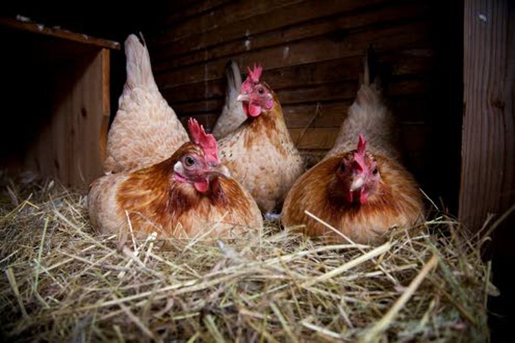 Kananmuna sisältää rasvaliukoisia A-, D-, E- ja K-vitamiineja sekä vesiliukoisia B-ryhmän vitamiineja. Kananmunassa on lisäksi toista kymmentä erilaista kivennäisainetta. Kananmuna on myös hyvä jodin, seleenin ja raudan lähde.