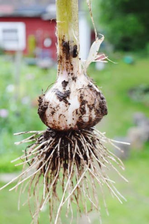 Aleksandra-valkosipuli tuottaa valtavia sipuleita. Tämä Ulla-Maija Takkusen puutarhassa ponnistanut yksilö on halkaisijaltaan 6,5 senttiä.