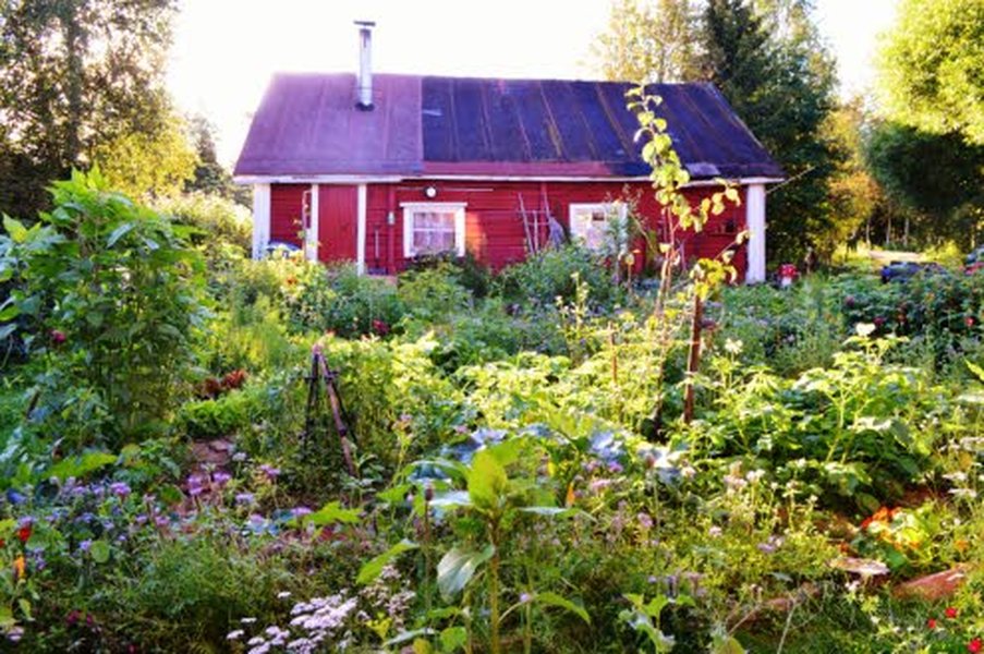 Hunajakukissa vieraileva kimalainen on elintärkeä puutarha-apulainen.