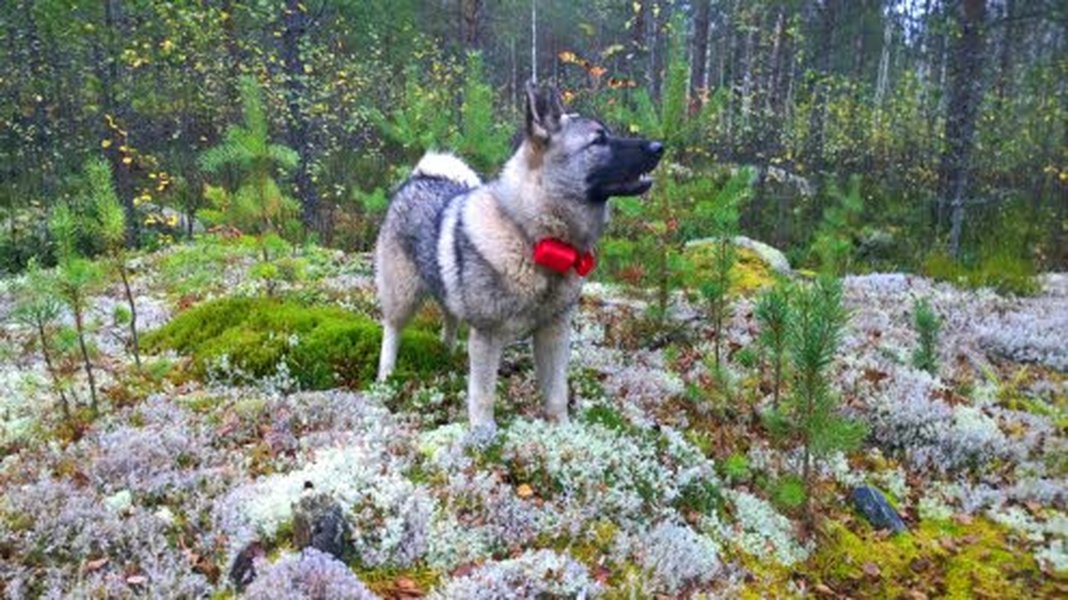 Samuli Savela korostaa, että jahtitaitoja koira ei opi muualla kuin metsässä.
