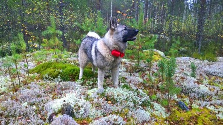 Samuli Savela korostaa, että jahtitaitoja koira ei opi muualla kuin metsässä.