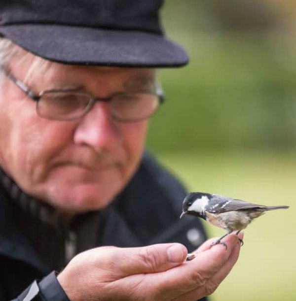 Viime keväänä Erkki Alasaarela alkoi koeluonteisesti tutkia, miten linnut suhtautuvat omasta lajista otettuun valokuvaan tai peilikuvaan.