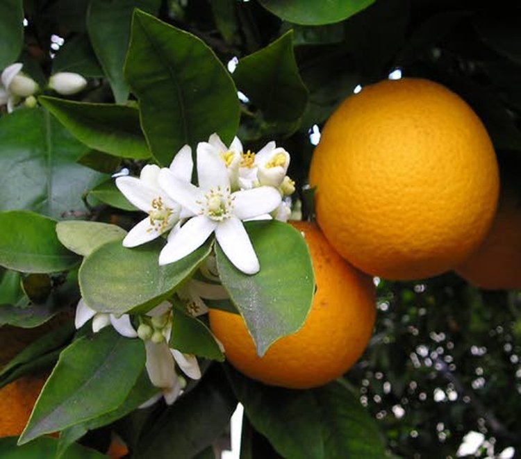Appelsiinipuun kukkien terälehdistä saadaan eteeristä neroli-öljyä.