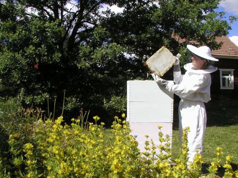 Korpilahdelta löytyy Suomen suurin mehiläistarha. Marja Kompan ja Ari Seppälän luomutilalla on noin 1500 mehiläispesää. Yksi mehiläispesä tuottaa Suomen olosuhteissa vuodessa keskimäärin 40 kiloa hunajaa.