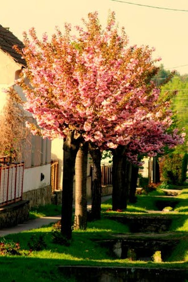 Unkarissa monet hedelmäpuut kukoistavat puutarhoissa. Kuvassa kirsikka kukkii.