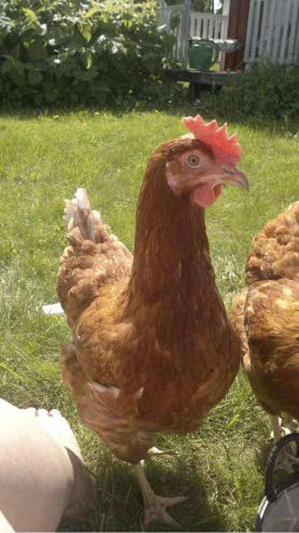 Ruskeat hy line hybrid -kanat on jalostettu munimaan rapiat 300 munaa vuodessa. Muut rodut eivät tähän pysty. Myös monet suomalaiset maatiaiskanat ovat lähes yhtä ahkeria munimaan. Kuva: Kristiina Rintamäki.