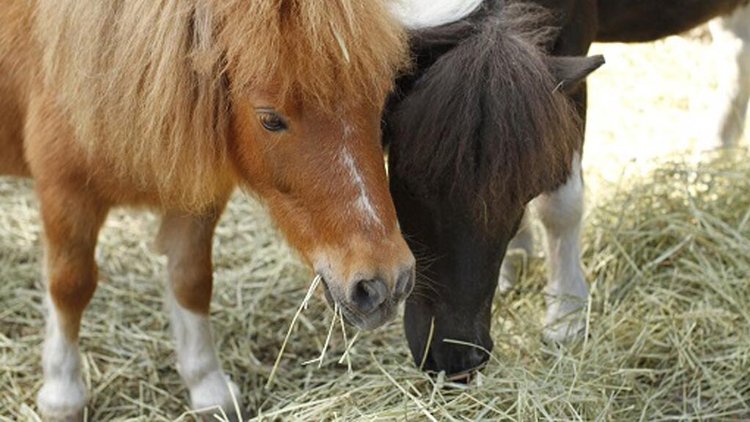 Falabella on maailman pienin hevosrotu.