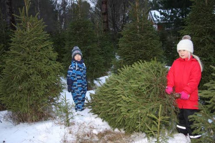 Reino Alakankaan lastenlapset, 6-vuotias Iina ja 5-vuotias Emil ovat myös innokkaita ”joulukuusifarmareita”.