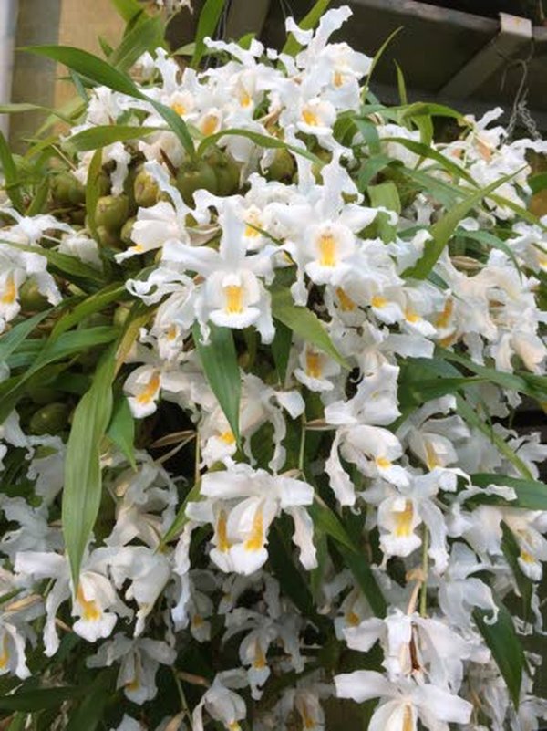 Lumikuningatar-orkidea on kotoisin Himalajan vuoristolaaksosta.