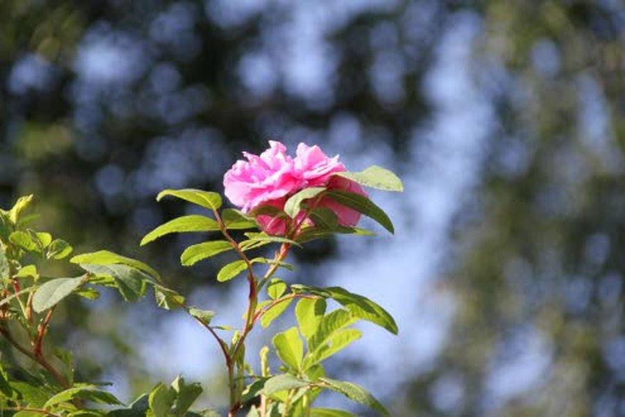 Teresanruusu Rosa ’Therese Bugnet’ on kestävä ja kaunis pensasruusuristeymä. Se on vaatimaton kasvupaikan suhteen ja sietää varjoakin.