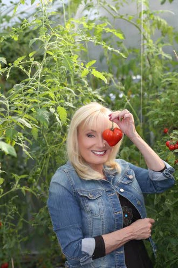 Tänä vuonna Sonja Lumpeella on noin 500 tomaatin tainta, jopa 50 eri lajiketta.