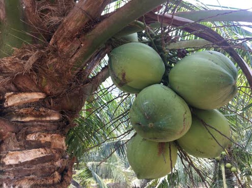 Kookospähkinän kuoren sisälle alkaa kertyä maukasta ja luonnostaan ravinteikasta kookosvettä noin 3 kuukauden kuluttua siitä, kun vihreä kookospähkinän alku on alkanut kasvaa palmussa. Kookosvesi kerätään tavallisesti 7-9 kuukauden ikäisistä nuorista, vihreistä kookospähkinöistä.