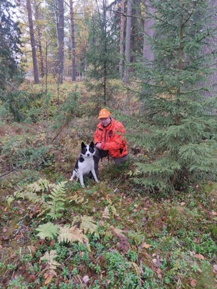 – Heti ensimmäisenä päivänä kaatui neljä hirveä, kun hirvenmetsästys meillä Kannuksessa alkoi lauantaina 12. lokakuuta. Hirvilupia meillä on 24, kertoo Ari Isohanni. Arin karhukoira Nelli on myös mukana hirvijahdissa, vaikka se pääsääntöisesti viihtyy perhekoirana.