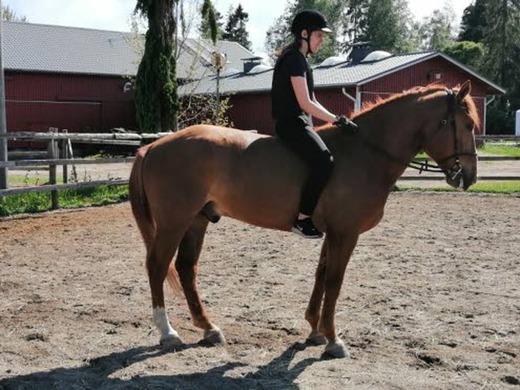 Tämän kesän aikana Villijäbällä ajetaan jo muutama startti. Villijäbä soveltuu myös ratsastukseen. Virpi Juurinen ja hänen 13-vuotias tyttärensä (kuvassa) ratsastavat sillä säännöllisesti.