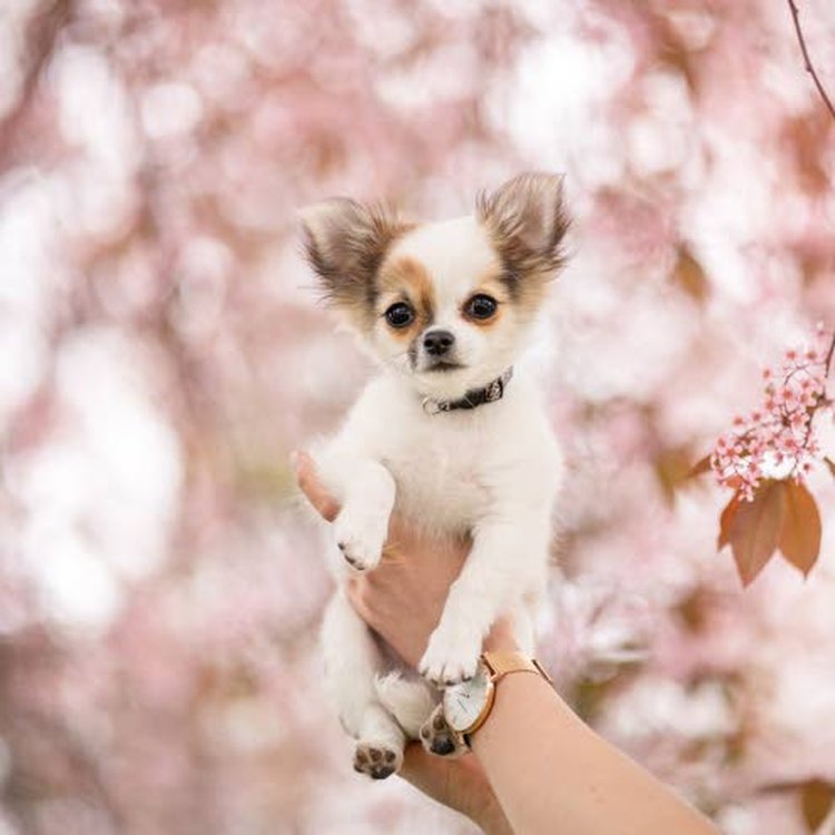 Iida Ahon chihuahua-rotua olevaa Hessu-koiraa ei aina huvittaisi syksyn pimeillä keleillä lähteä ulos lenkille.