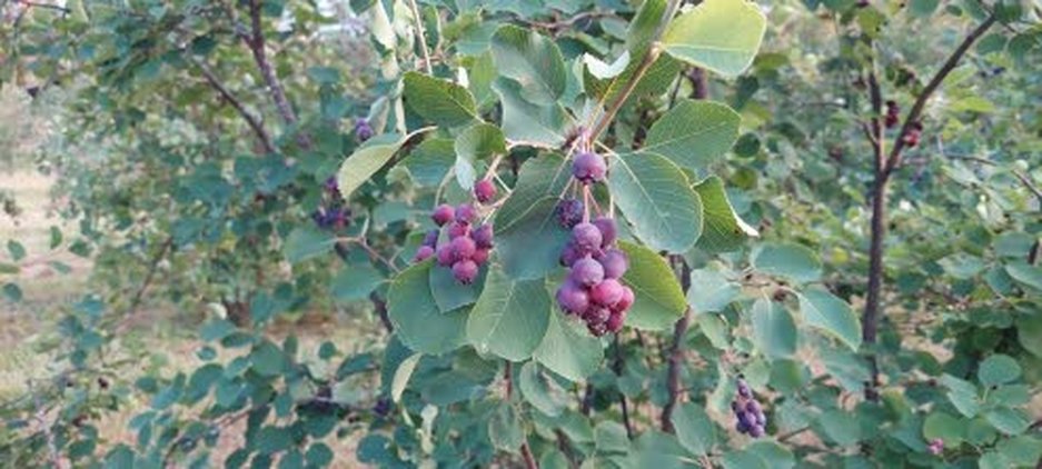 Kiinteärakenteinen saskatoon sopii hyvin pakkasmarjaksi.Kuva: Koivuselän tila.