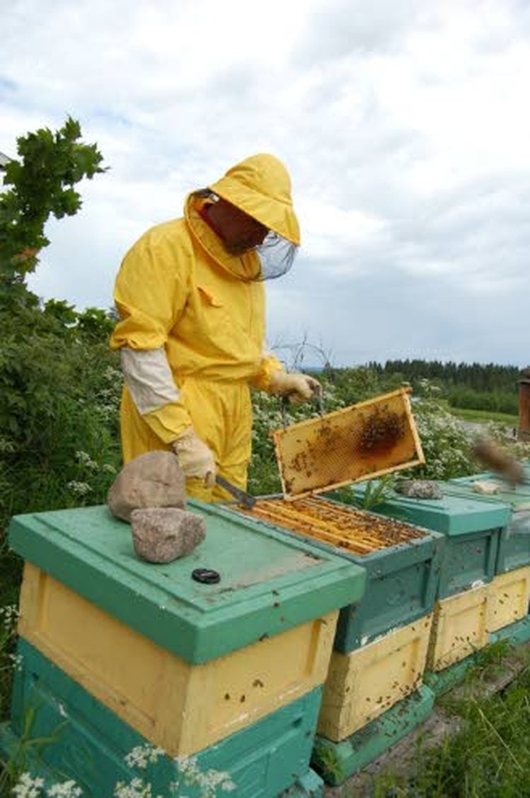 Markku Puumalainen tarkistamassa mehiläispesiä.